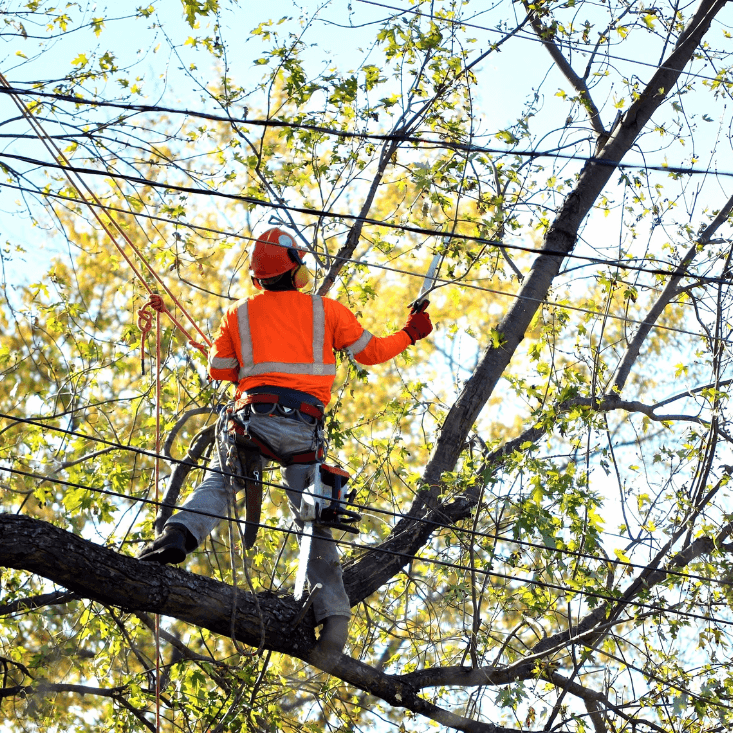 Northwest Line Joint Apprenticeship Training Committee Resource Image
