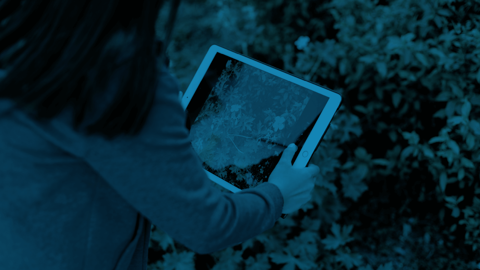 A woman taking a photo of the flower using a tablet